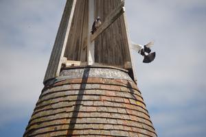 Windkappen und ihre Bewohner