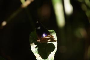 Riesenschmetterling