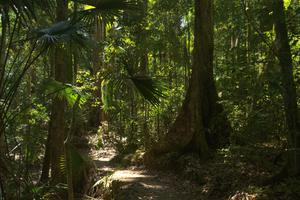 Im Eungella National Park gibt es eine Mischung aus tropischem und subtropischem Regenwald