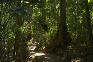 Im Eungella National Park gibt es eine Mischung aus tropischem und subtropischem Regenwald