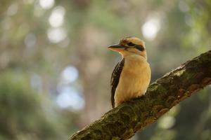 Der Meister des "Gesangs", ein Kookaburra