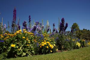 Frühlingsblumen