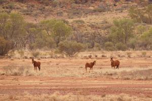 Brumbies