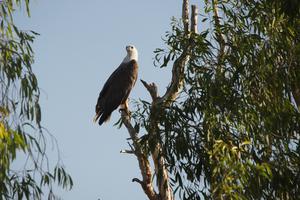 Ein Weißbauchseeadler