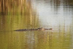 Leistenkrokodile lauern unter Wasser