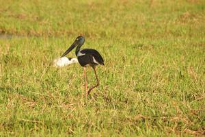 Australiens einziger Storch, der Jabiru