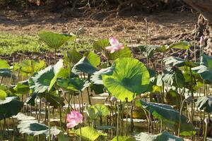 Lotusblumen bedecken die Flussläufe