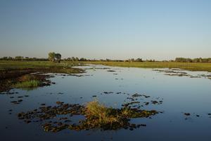 Der wässrigere Teil der Wetlands