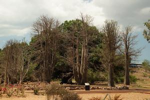 Lauter Baobabs