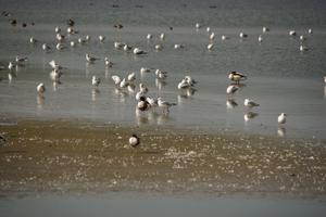 Möwen und ein paar Brandgänse