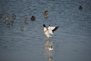 Eine Brandgans beim Baden