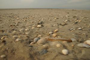 Die Sandbank ist voller Muscheln