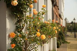 Das ist die schönste Rose, die wir in Friedrichstadt gesehen haben