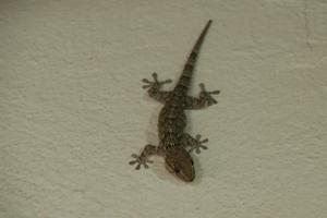 Geckos an allen Wänden
