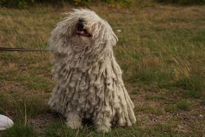 Ein ungarischer Pudel mit handgedrehten Dreadlocks