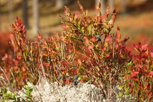 Blaue Beeren und rotes Laub