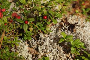 Preiselbeeren wachsen überall dazwischen, umrahmt von Rentiermoos