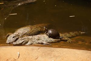 Ein paar Reptilien sind auch dabei - und eine besonders mutige Schildkröte