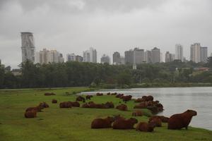 Capybara-Liegewiese mit Aussicht