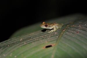 Irgendein winziger Frosch, der auf den kleinen Fingernagel passen würde