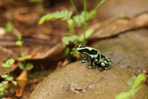 Ein Goldbaumsteiger,  auch ein Pfeilgiftfrosch