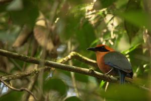 Das ist ein Plattschnabelmotmot