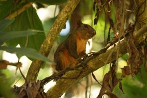 Auch Eichhörnchen trifft man im Regenwald