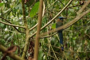 Blauscheitel-Motmot... ich hab mir den Namen auch nicht ausgedacht 🙄