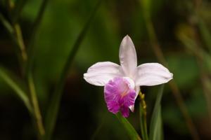 Hab gerade gelernt, dass Orchideen Spargelgewächse sind, das ist eine spargelartige Orchidee