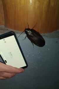 Megaloblatta longipennis mit Handy-Lineal zum Größenvergleich