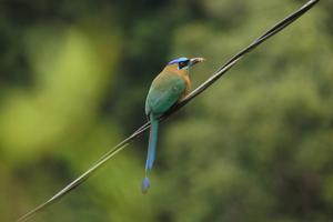 Heute hat der Blauscheitel-Motmot uns regelrecht Modell gesessen