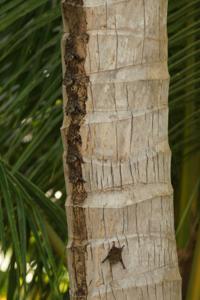 Hier schlafen sie auf einem Palmenstamm, schön übereinander aufgereiht und super getarnt