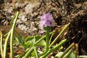 Blühende Wasserhyazinthe