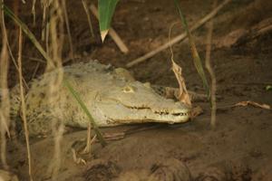 Das Krokodil schläft auch