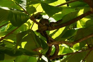 Mini-Boa, schlafend im Baum