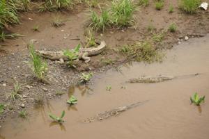 Krokodile direkt unter der Straßenbrücke