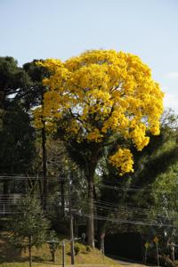 Frühling ist Blütezeit der Ipé-Bäume