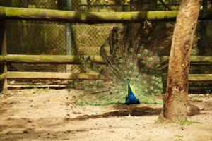 Pfauen sind freifliegend im Zoo und deswegen überall