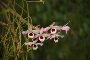 Die Orchideen werden einfach an Bäume gebunden, da wachsen sie super