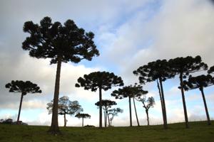 Araukarien - Die Symbolbäume von Curitiba und ganz Paraná