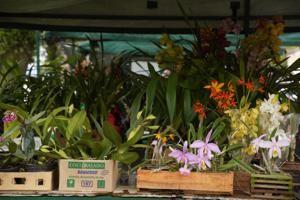 Orchideen gibt's wild und auf dem Markt